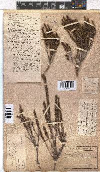 Erica coarctata image