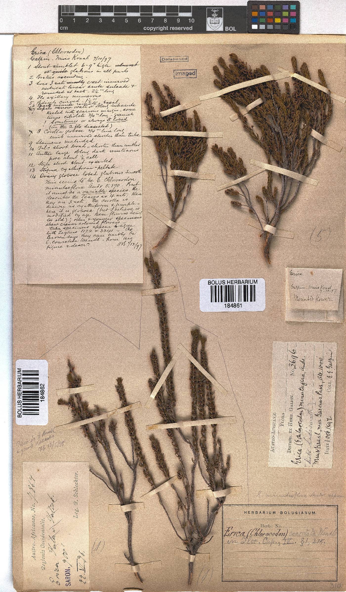 Erica coarctata image