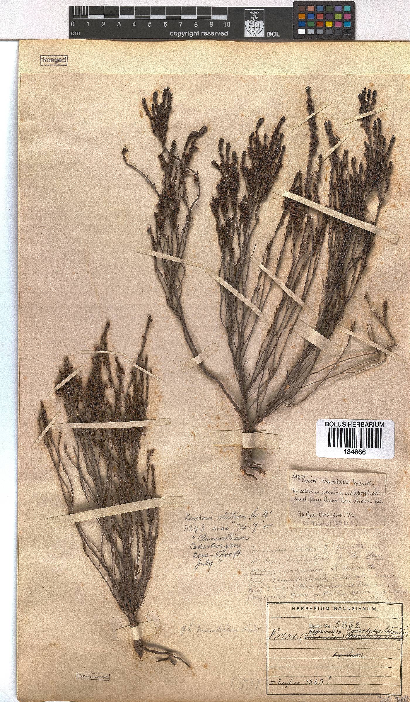 Erica coarctata image