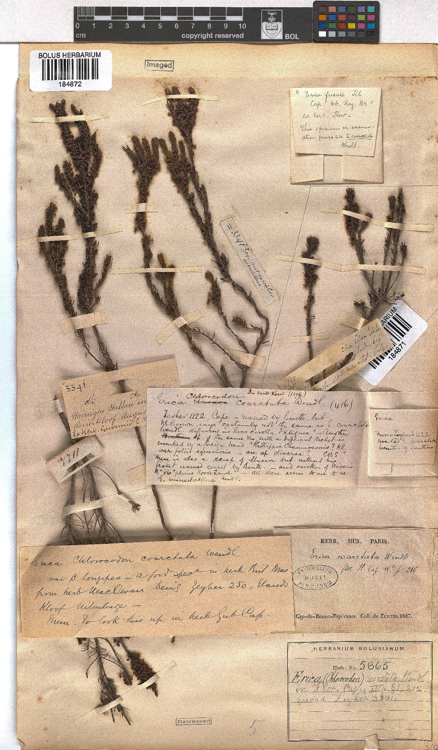 Erica coarctata image