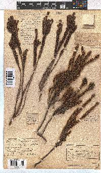 Erica coarctata image