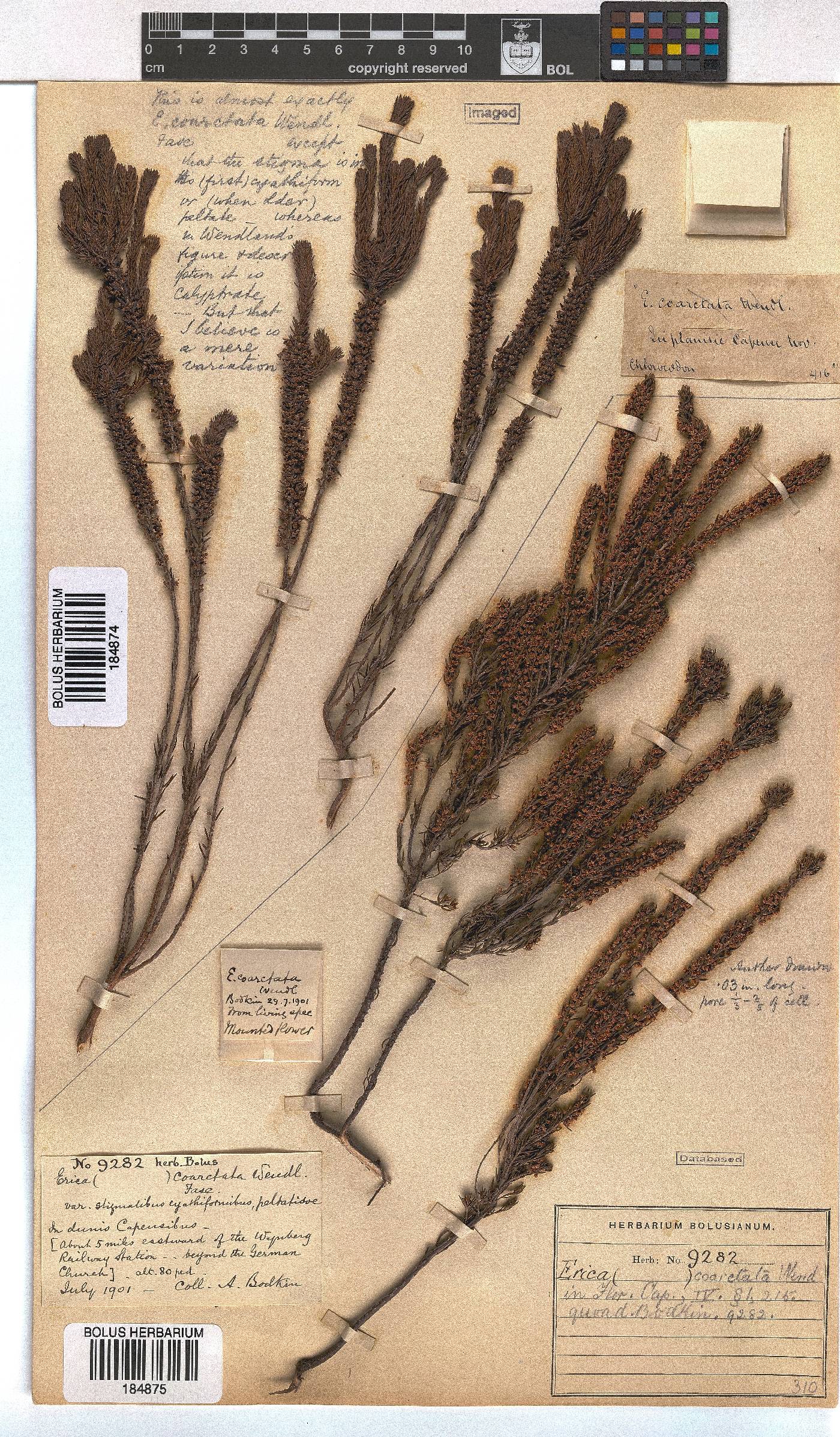 Erica coarctata image