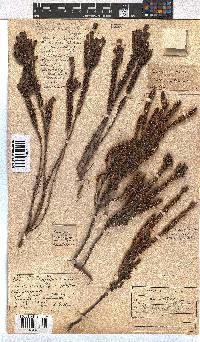 Erica coarctata image