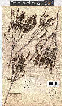 Erica coarctata image