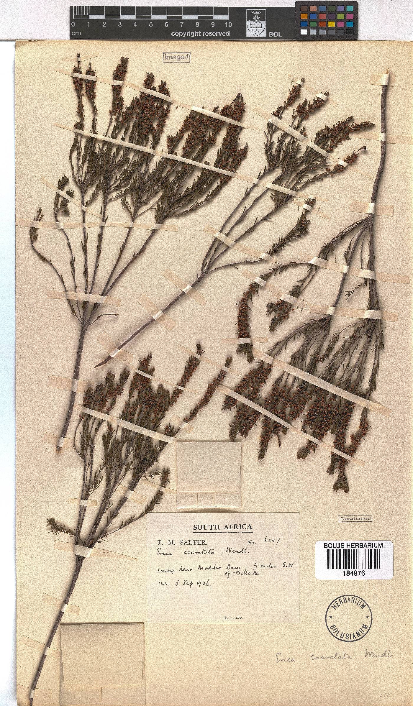 Erica coarctata image