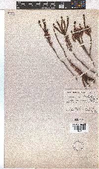 Erica curtophylla image