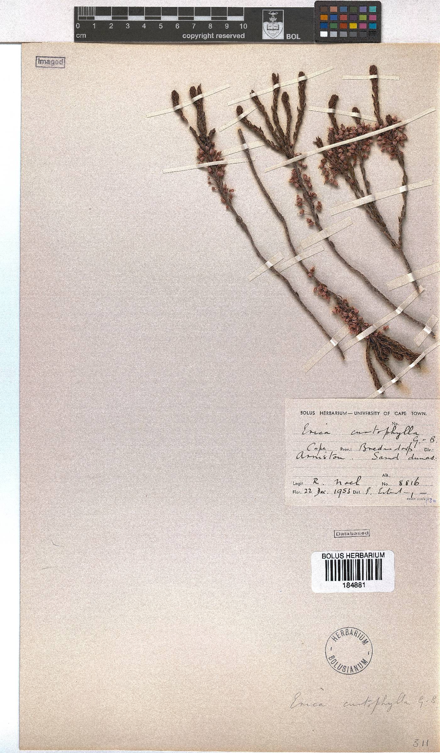 Erica curtophylla image