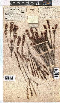 Erica curtophylla image