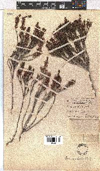 Erica curtophylla image