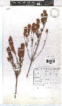 Erica priorii image