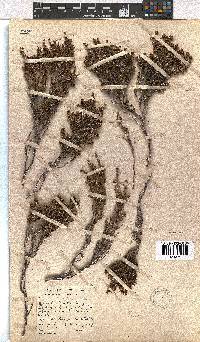 Erica dominans image