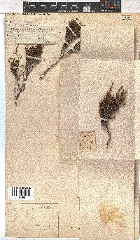 Erica dominans image