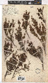 Erica dominans image