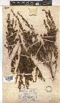 Erica dominans image