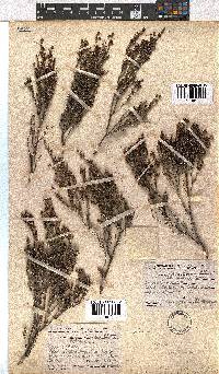 Erica dominans image