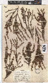 Erica dominans image