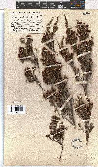 Erica dominans image