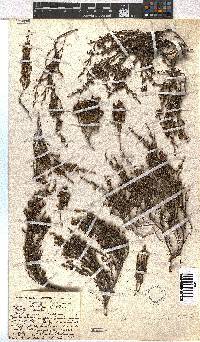 Erica dominans image