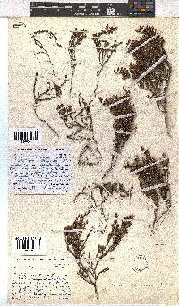 Erica dominans image