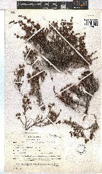 Erica dominans image