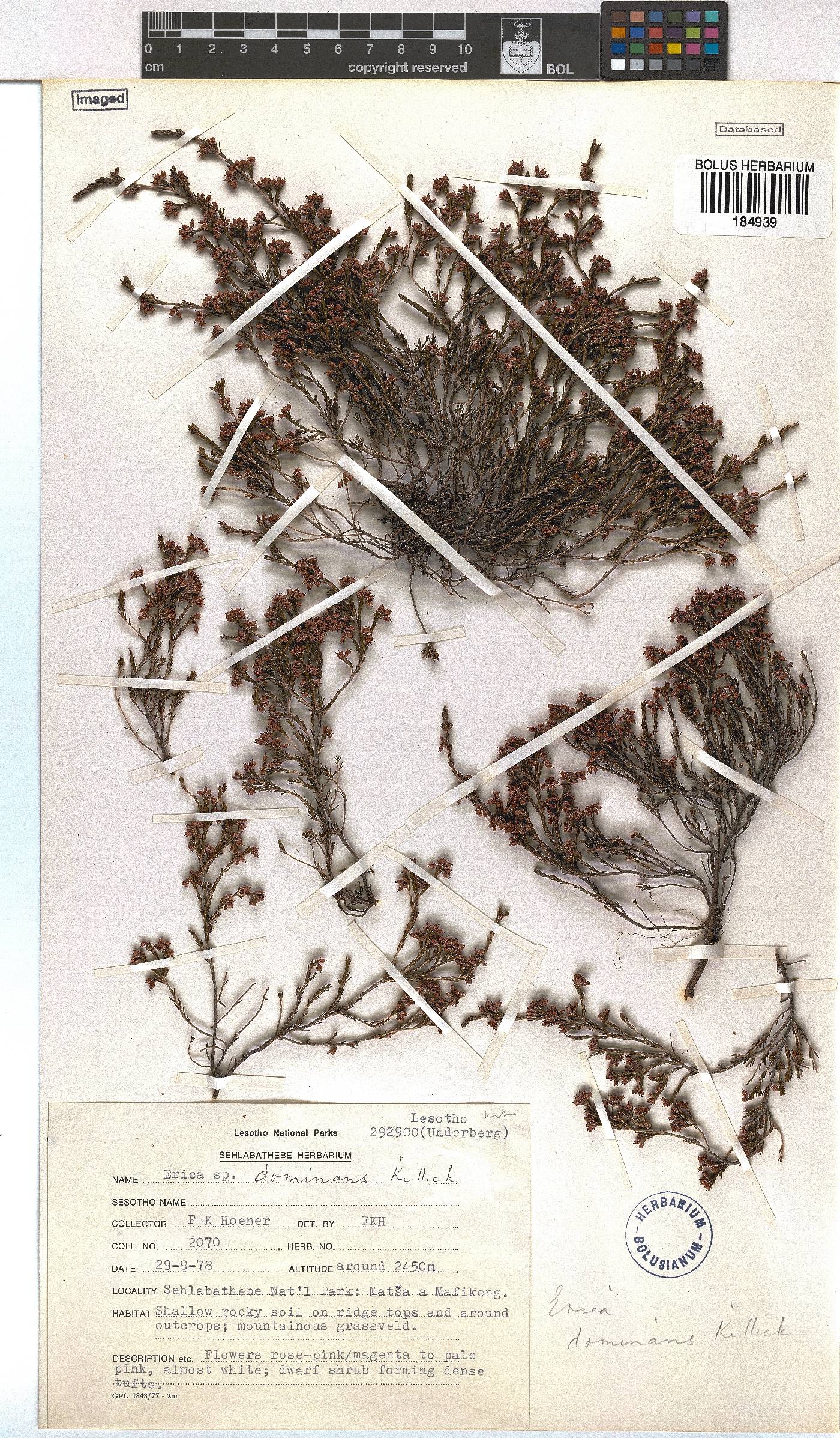 Erica dominans image