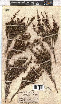 Erica dominans image