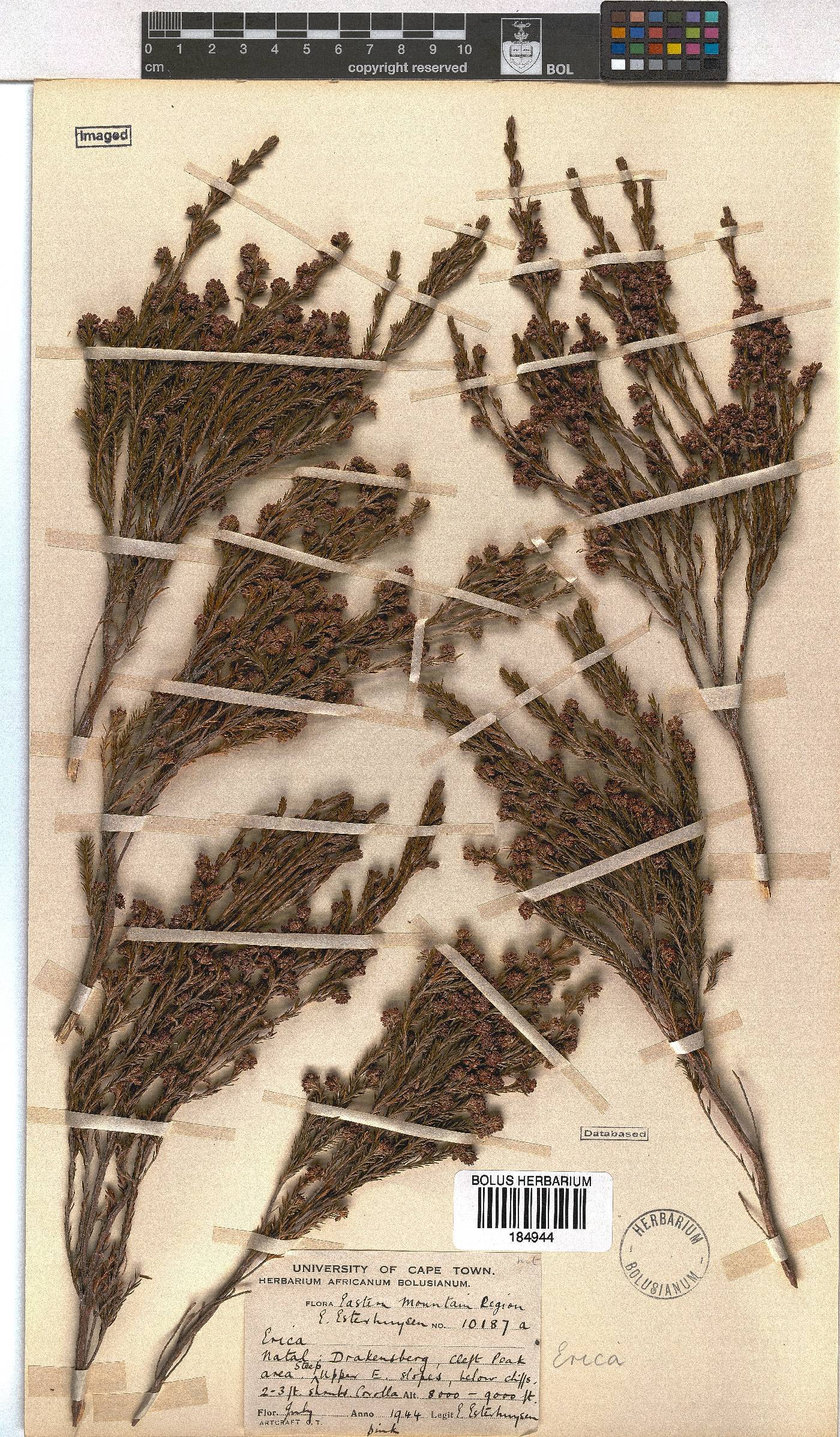 Erica dominans image