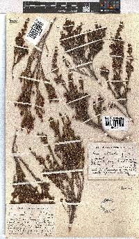 Erica dominans image