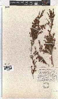 Erica dominans image