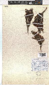 Erica glaphyra image