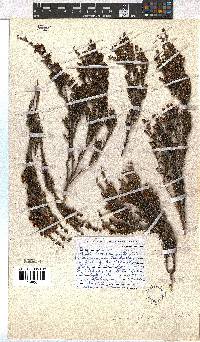 Erica glaphyra image