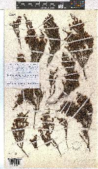 Erica glaphyra image