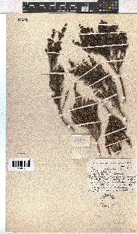 Erica glaphyra image