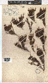 Erica glaphyra image