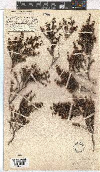 Erica glaphyra image