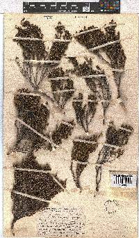 Erica glaphyra image