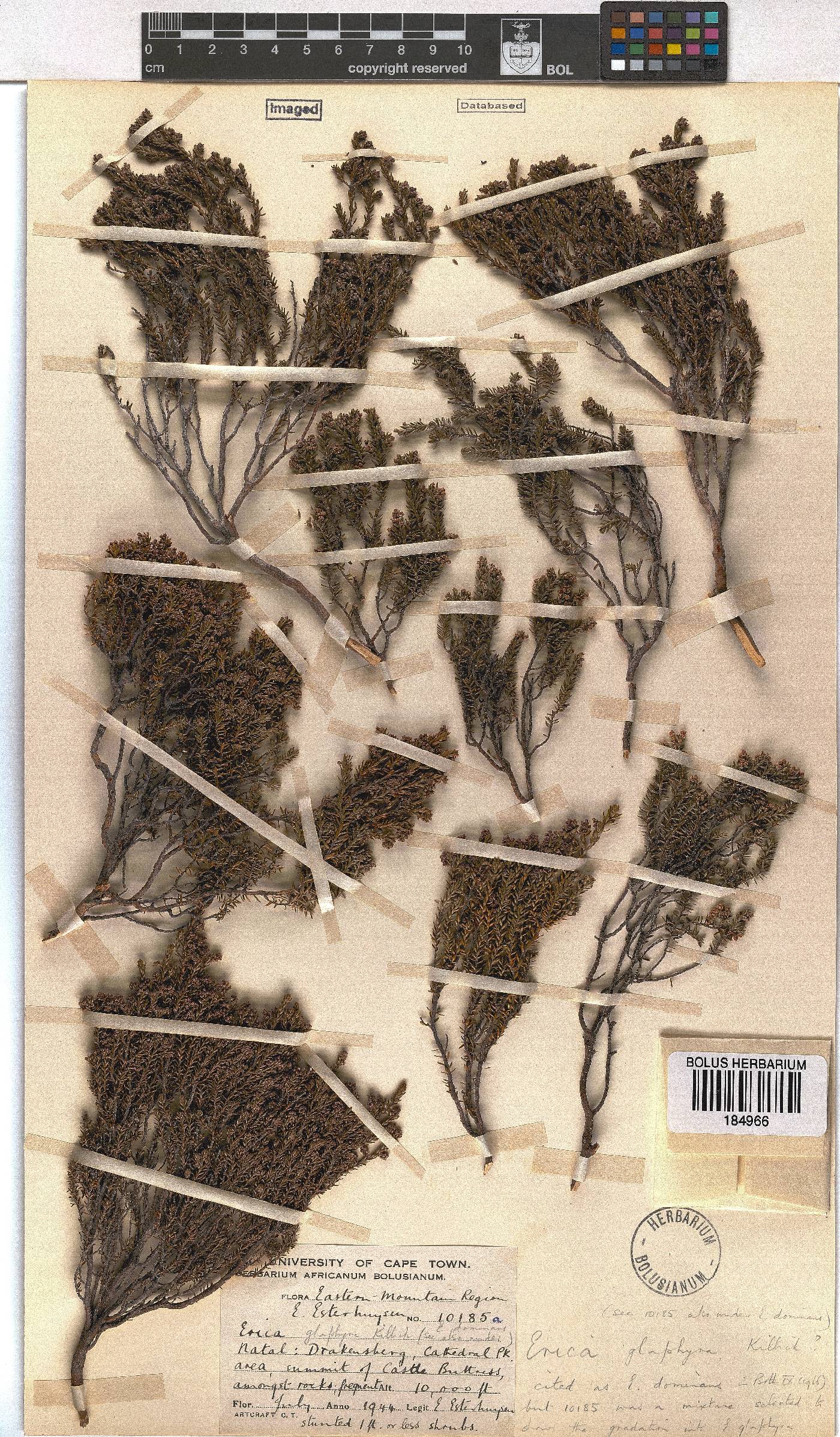 Erica glaphyra image