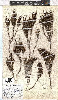 Erica dominans image