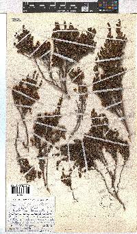 Erica glaphyra image