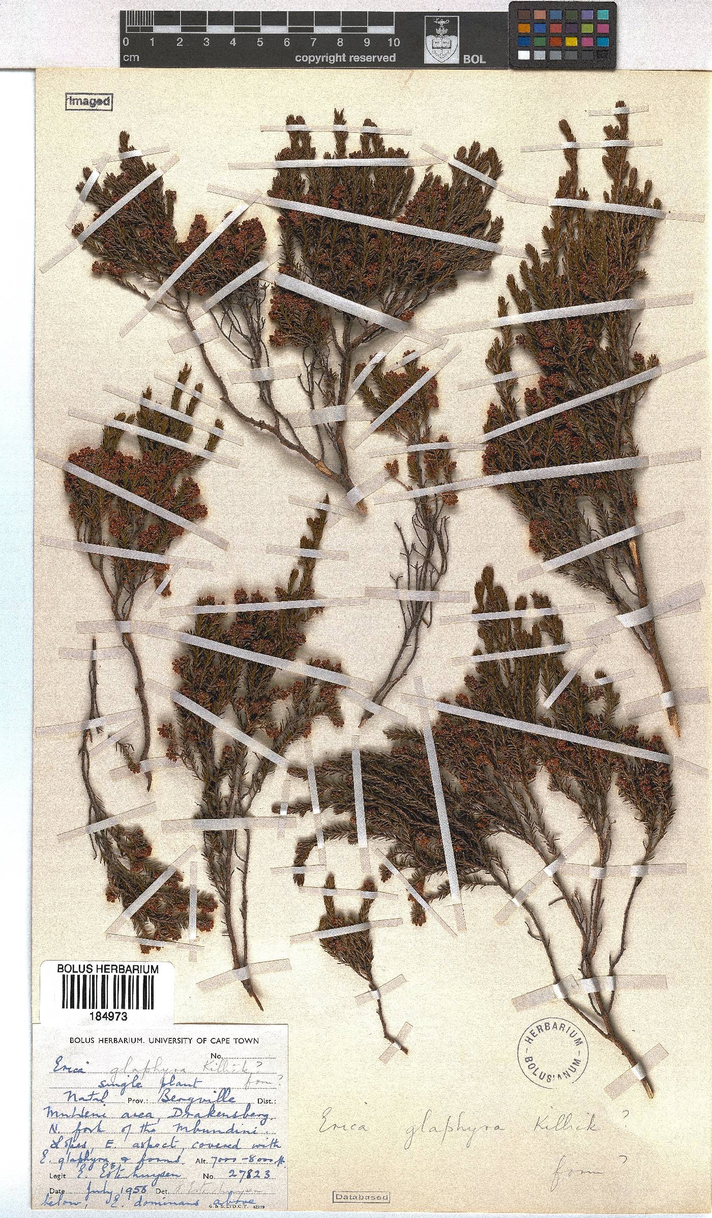 Erica glaphyra image