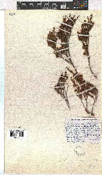 Erica dominans image