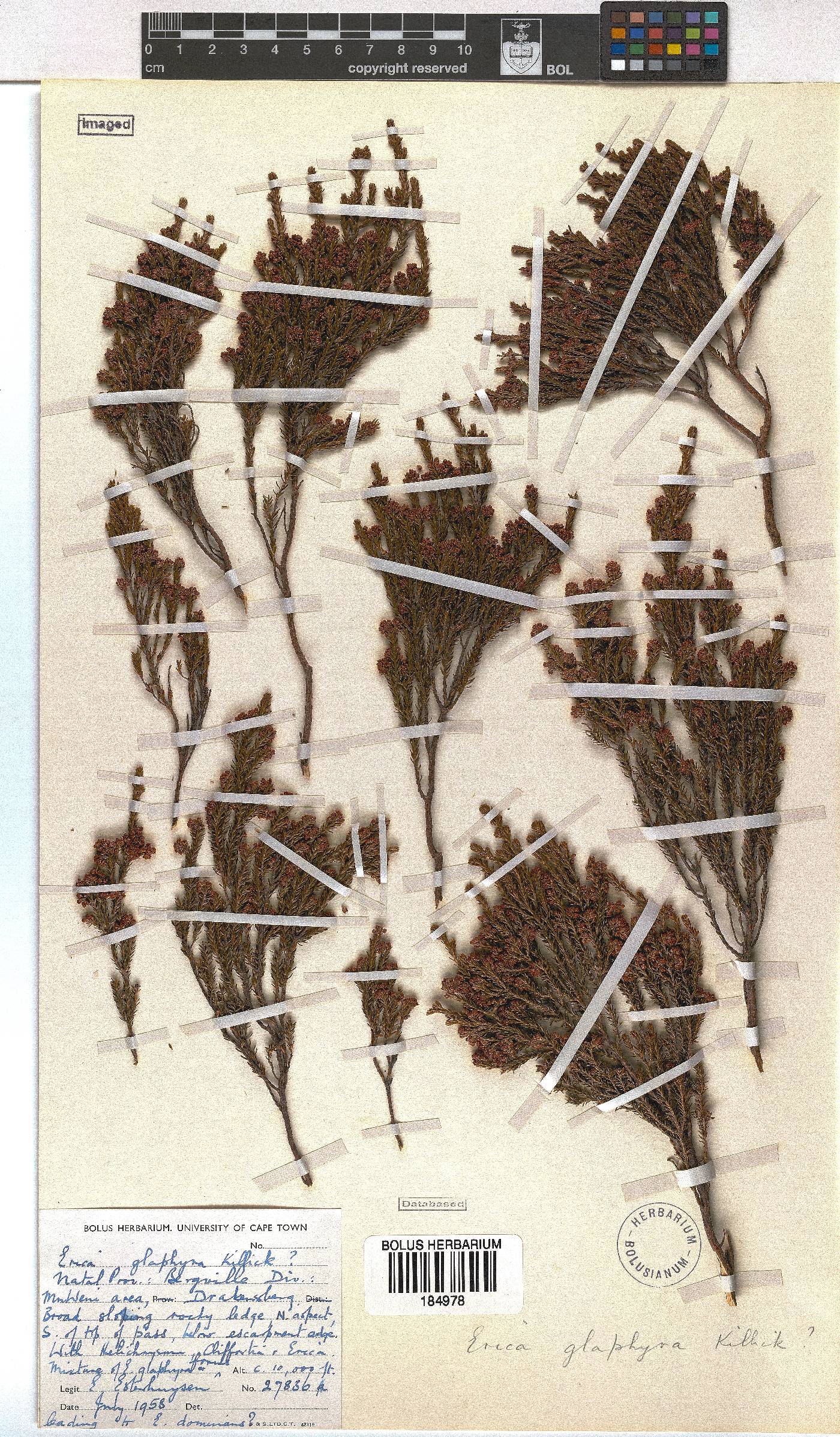 Erica glaphyra image