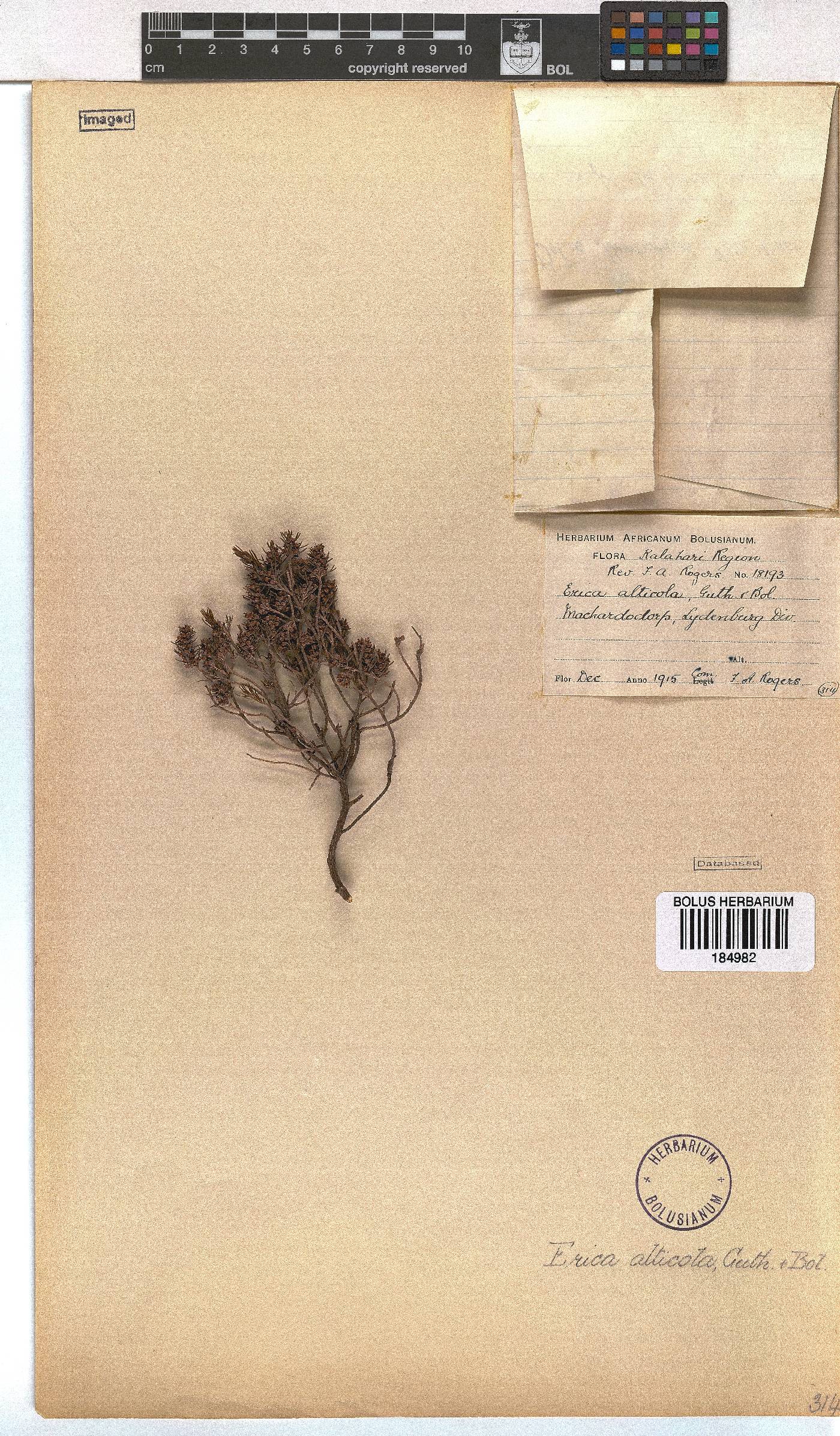 Erica alticola image