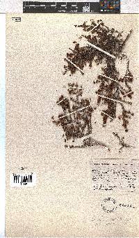 Erica glandulipila image