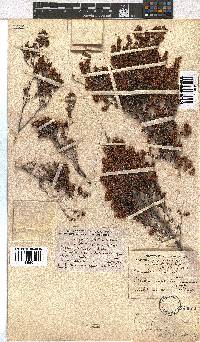 Erica glandulipila image