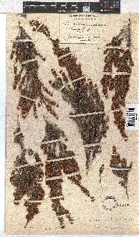 Erica glandulipila image