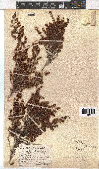 Erica glandulipila image