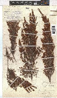 Erica glandulipila image