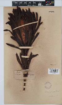 Image of Protea repens