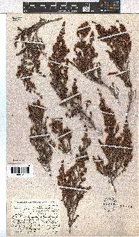 Erica glandulipila image